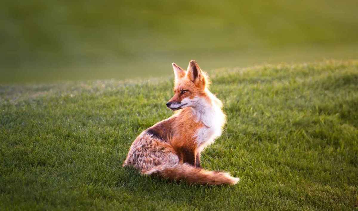 Red fox sitting in a meadow, looking to the side