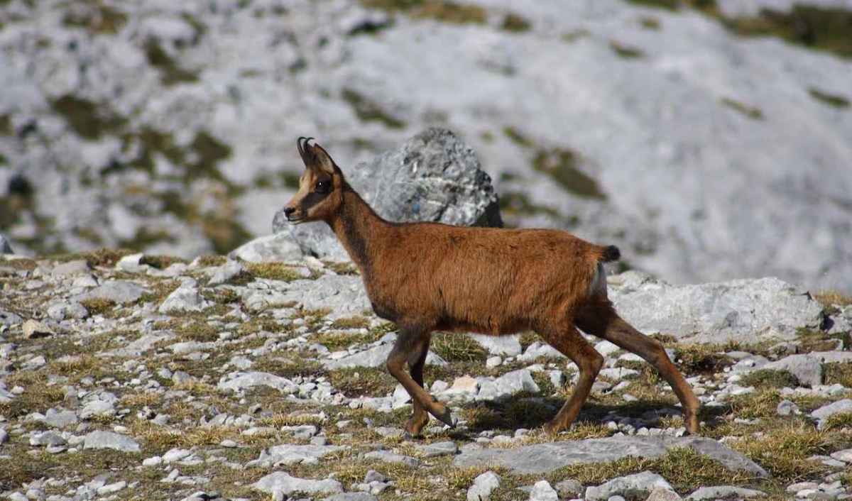 A chamois in its brown summer coat moves across stony Alpine terrain, with a rock and pale scree slopes in the background.