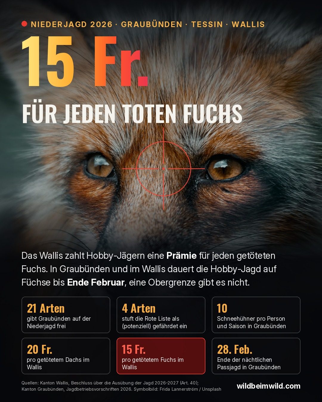 Grafik om lavjagten 2026: Wallis betaler 15 franc i præmie per dræbt ræv og 20 franc per grævling, Graubünden frigiver 21 arter, og pasjagten varer indtil 28. februar