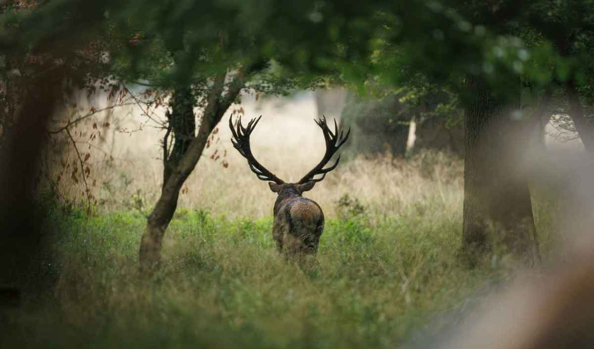 Cervo con grandi corna in una foresta autunnale