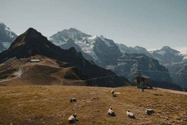 Hirtenmangel auf den Alpen: Wer schützt die Herden?