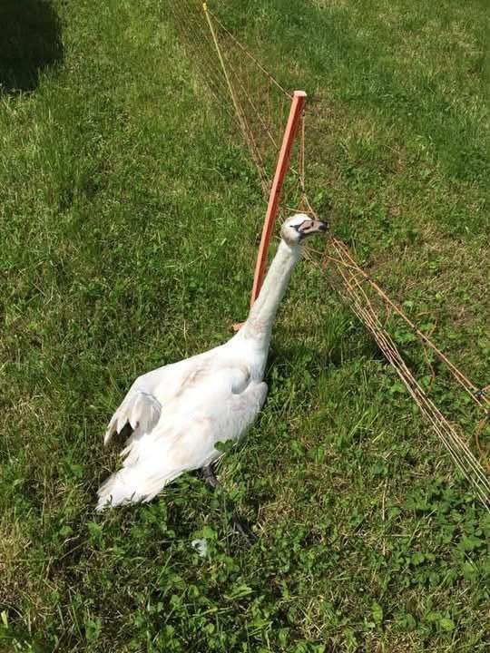A mute swan hangs by its neck in electric netting attached to a post.