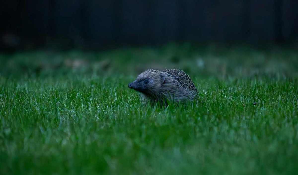 Igel läuft in der Dämmerung über einen Rasen