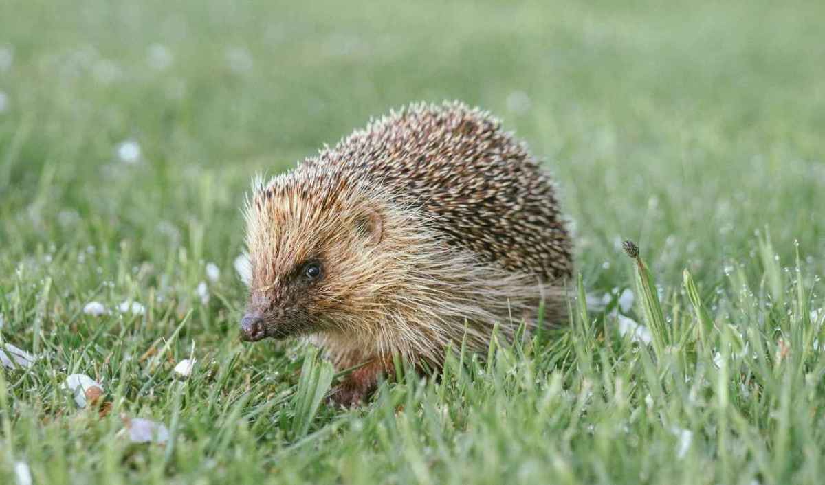 Hedgehog crossing a lawn