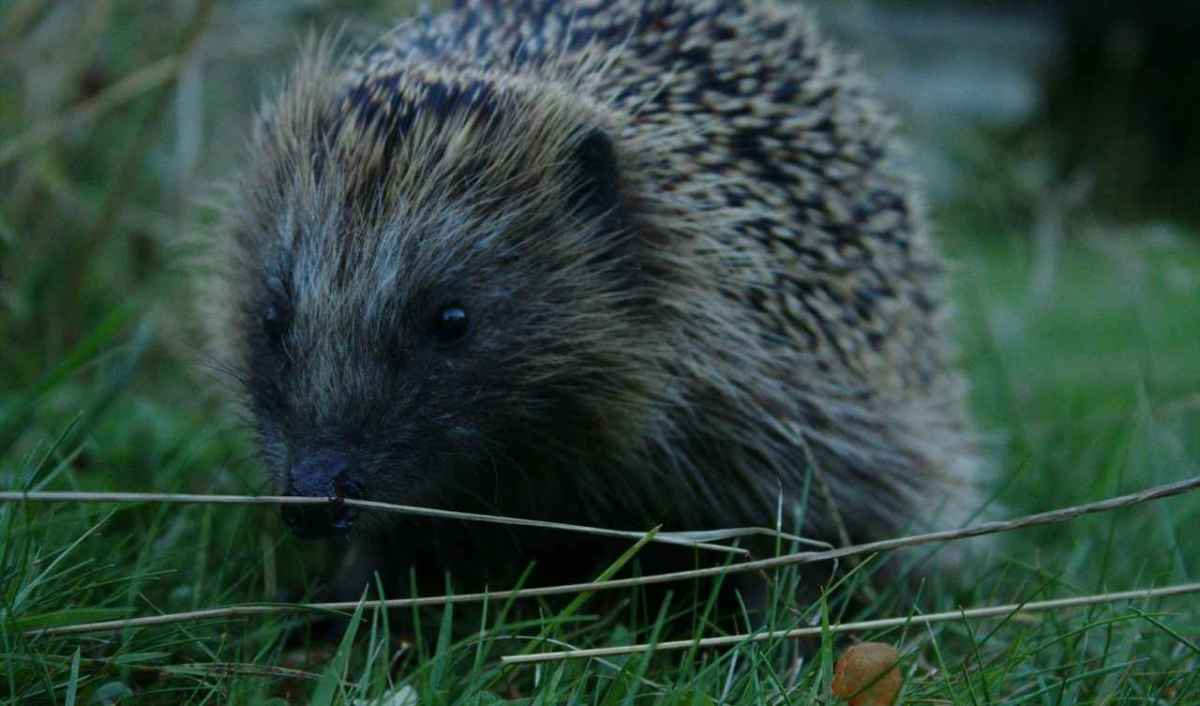 Igel sucht am Abend im Rasen nach Nahrung