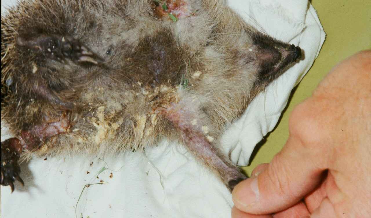 Igel in Rückenlage mit Schnittverletzungen an Beinen und Bauch