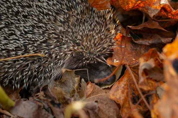 Igel im Winterschlaf: Warum das Laub im Garten liegen bleiben darf