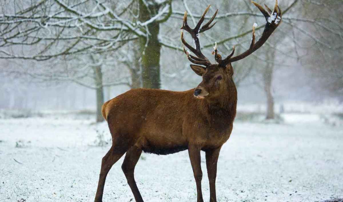 Cerf élaphe avec ses bois debout dans la neige