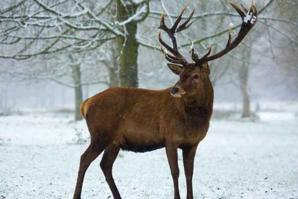 Jagdstatistik 2000 bis 2025: Halb so viele Füchse getötet, Hirschbestand wächst weiter
