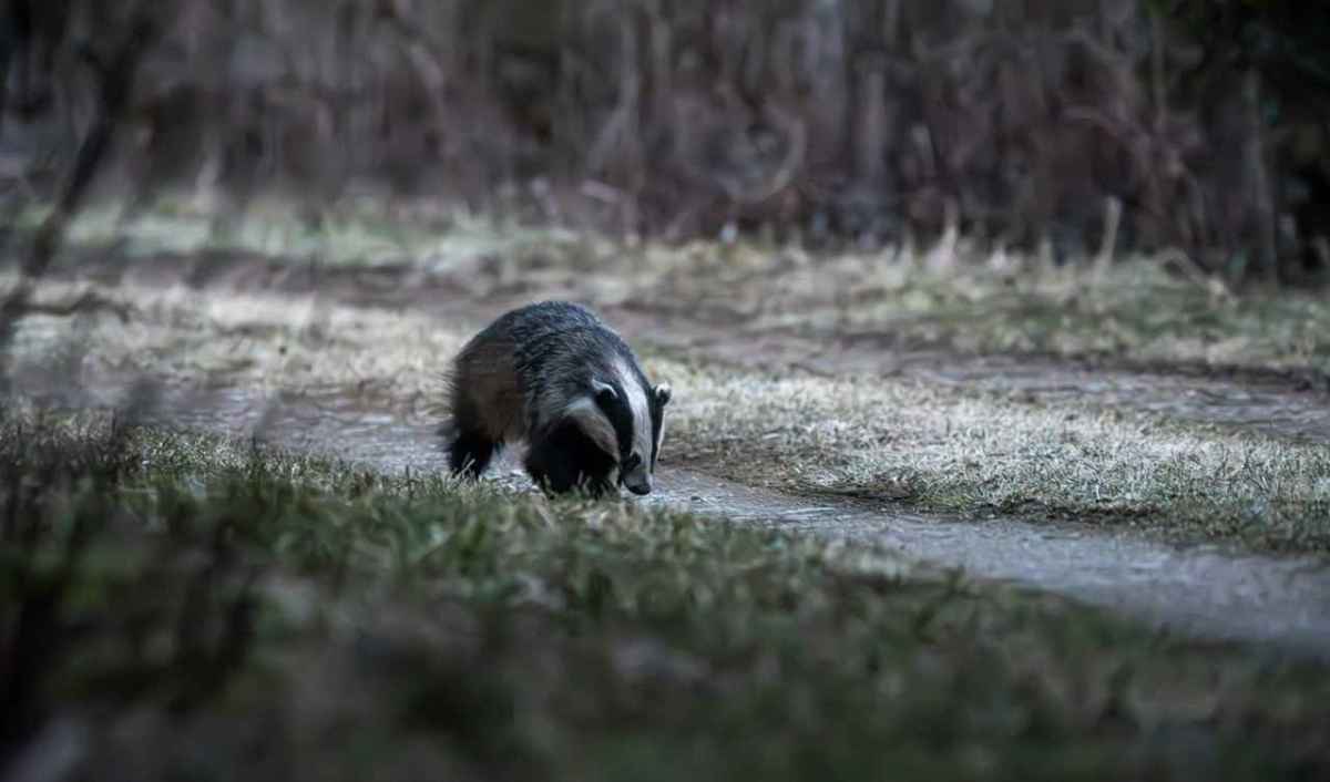 Tasso su un sentiero nel bosco