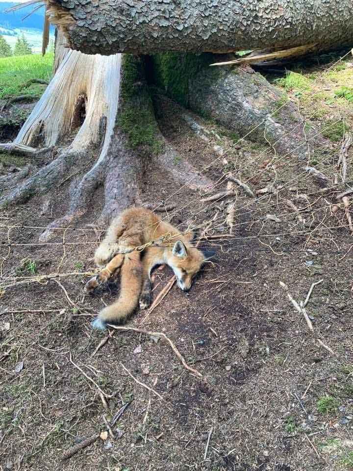 A dead young fox lies beneath a fallen tree, caught in the wires of a fence.