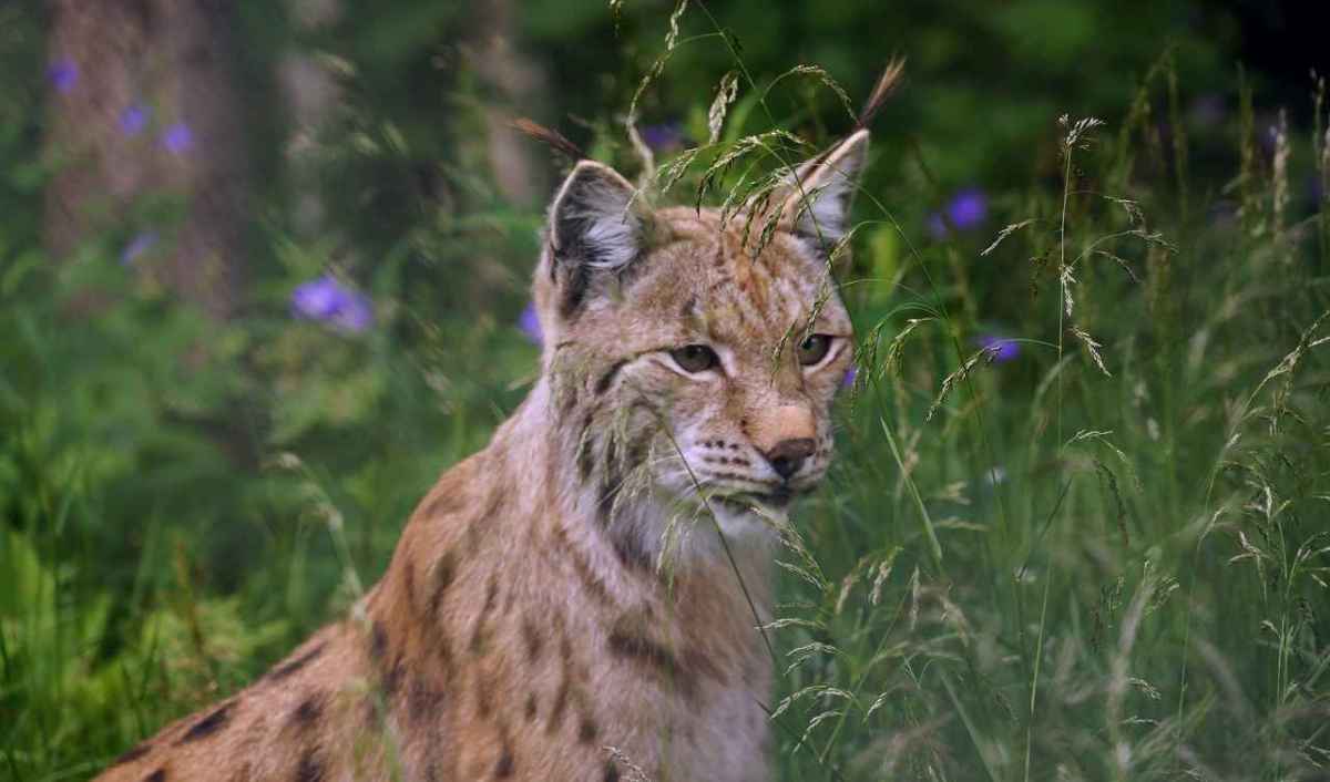 Ryś euroazjatycki siedzi w wysokiej trawie na tle ciemnego lasu i patrzy w bok