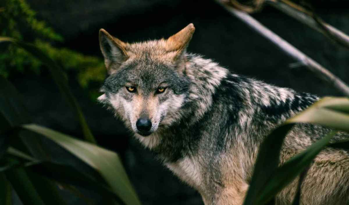 Ein Mexikanischer Wolf mit graubraunem Fell blickt zwischen grünen Blättern in die Kamera.
