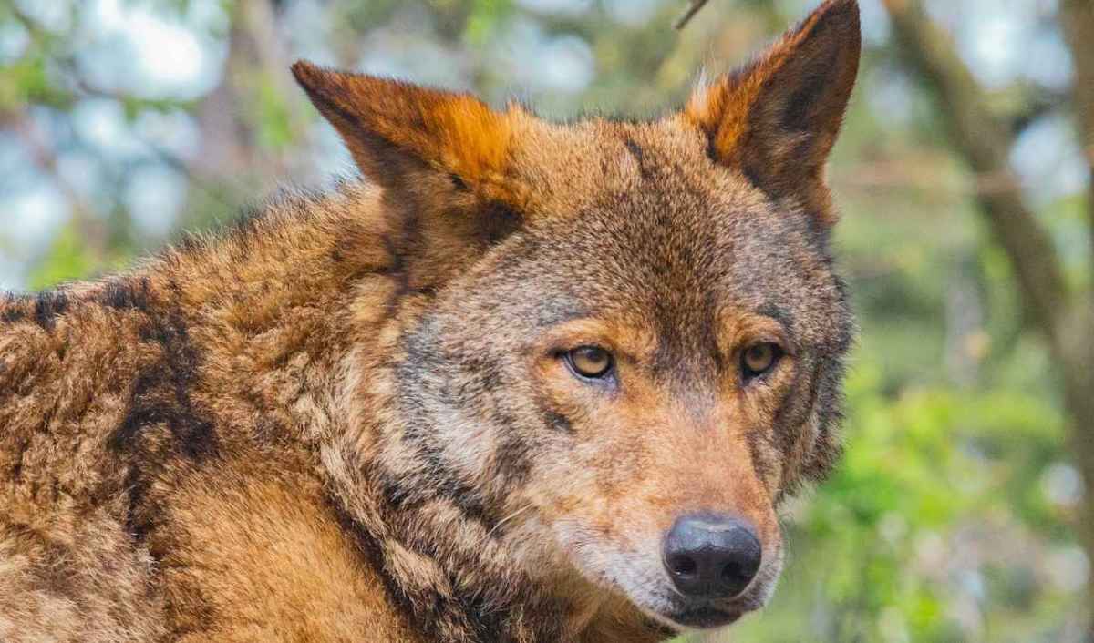 Wolf im Wald, Nahaufnahme