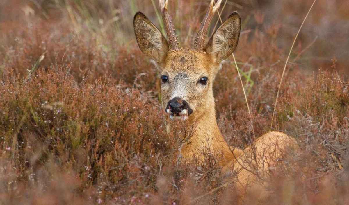 Capriolo sdraiato nell'erica