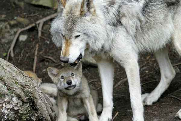 Texto modelo: Sin abatimientos de lobos en zonas de protección de la caza ni durante la época de cría