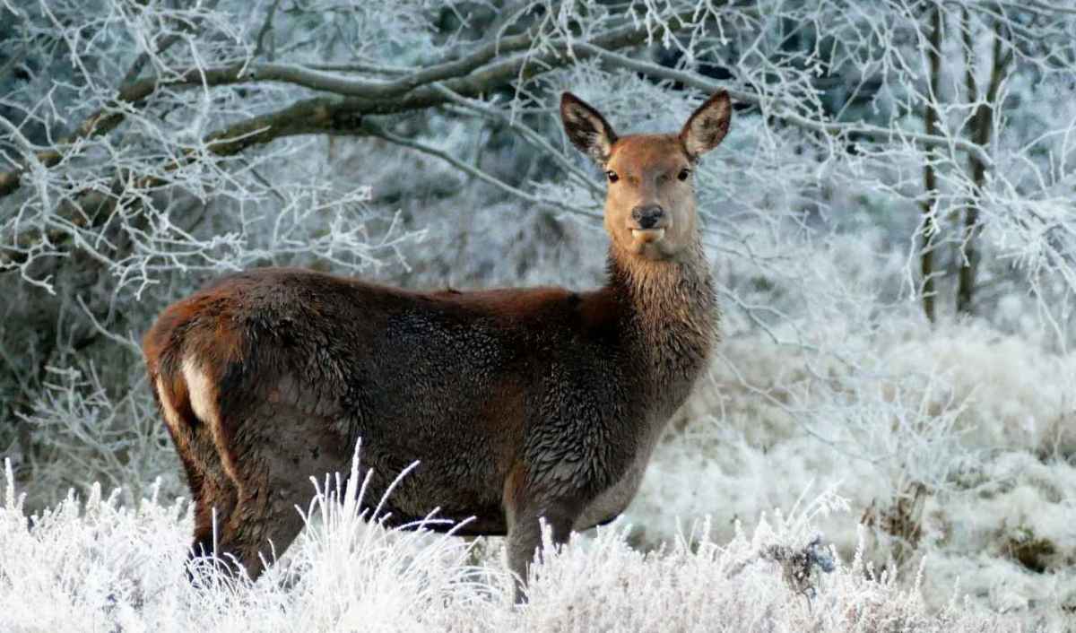 Hinde staat in een besneeuwd winterbos (symbolische afbeelding)