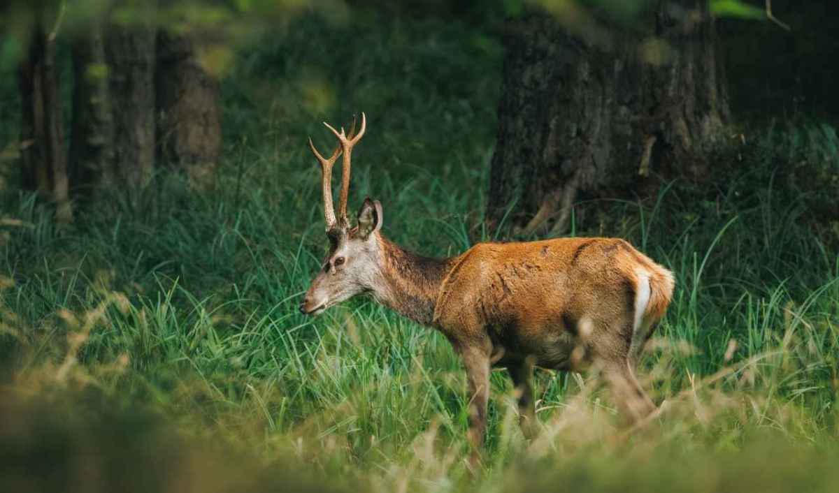 Young red deer stag with antlers standing in tall grass at the forest edge