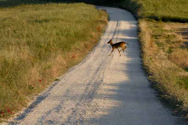 Wildunfälle im Herbst: Die Versicherung nennt den Jagdstress als Mitursache