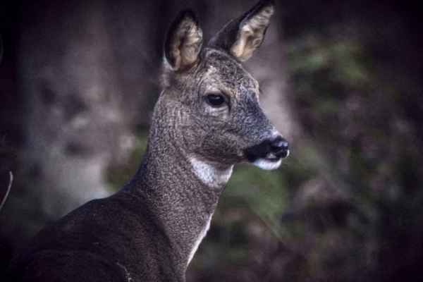Ja, für die Wildtiere: Feuerwerksinitiative am 29. November