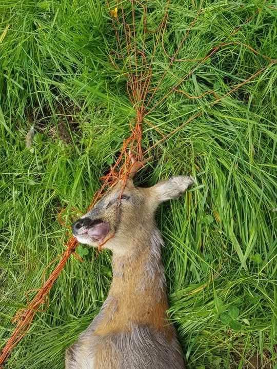 A dead roe deer lies in the grass, the orange strands of an electric net wrapped around its head and muzzle.
