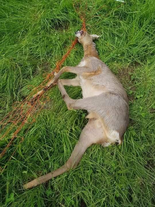 A dead roe deer lies stretched out in the grass, remnants of orange electric netting hanging from its head and legs.