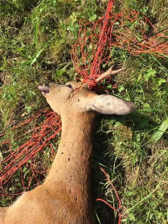 A dead roe buck lies in the grass, its antlers tangled in red electric netting.