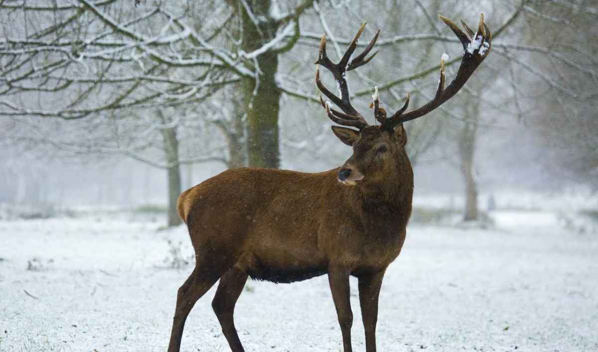 Kronhjort med fuldt udviklet gevir står i den snedækkede skov