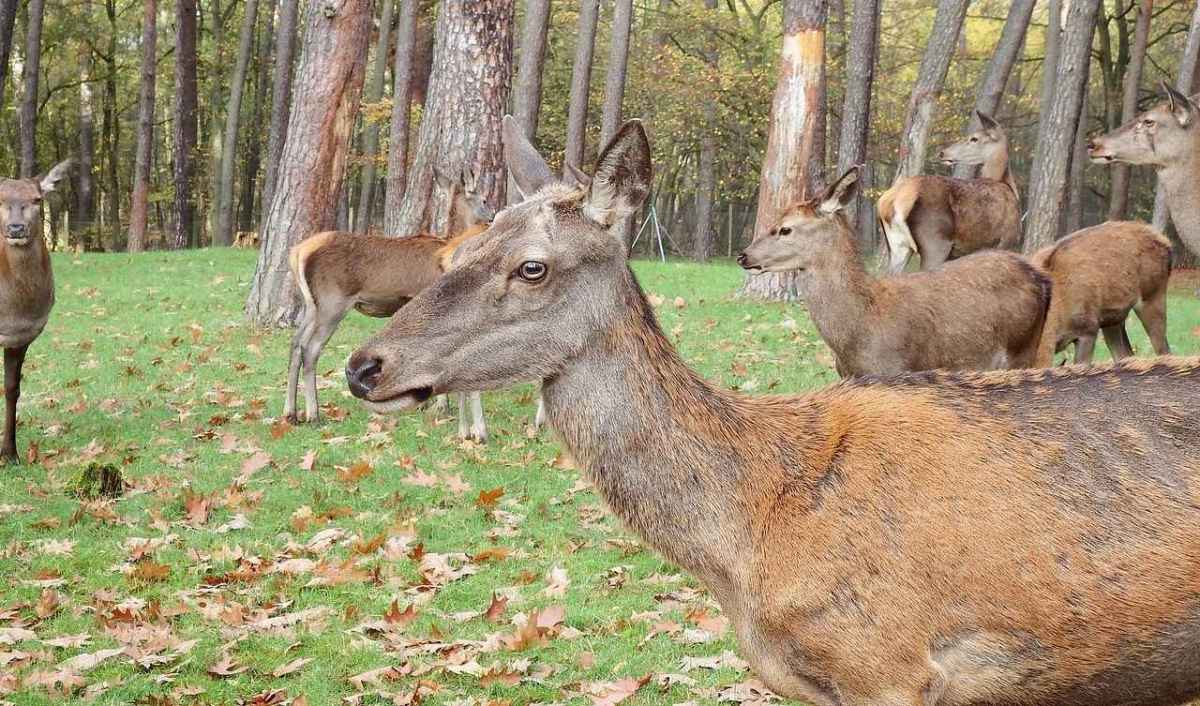 Flok af kronhjorte, hinder og unge dyr på en skovlysning om efteråret