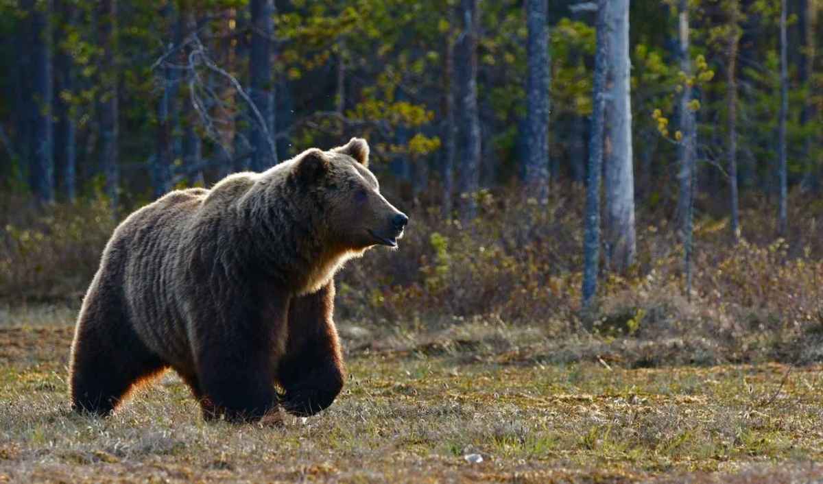 Ein Braunbär läuft im Gegenlicht über eine Lichtung vor einem Kiefernwald.