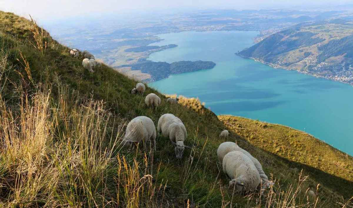 Sheep graze on a steep mountainside above a turquoise lake in Switzerland.