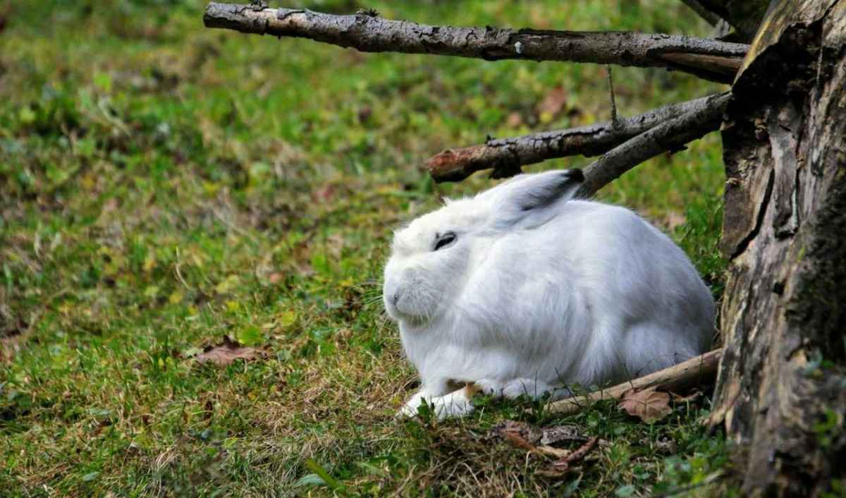 Una liebre de las nieves con su pelaje invernal blanco descansa junto a un tocón de árbol en un prado