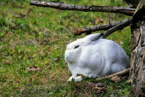 Niederjagd 2026: Was Graubünden, Tessin und Wallis zum Abschuss freigeben