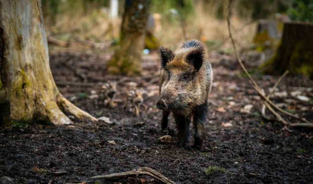 Sanglier avec marcassins sur un sol forestier retourné