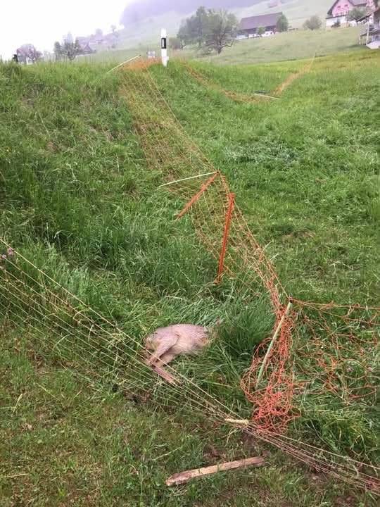 A dead wild animal lies against orange electric netting on a slope beside a road.