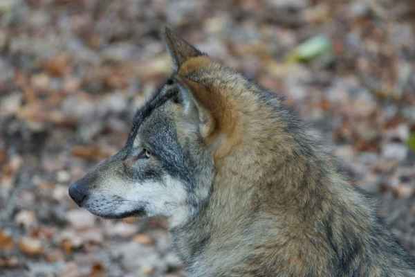 Wildtierökologe Arlettaz: Wolfsabschüsse kurbeln die Fortpflanzung an