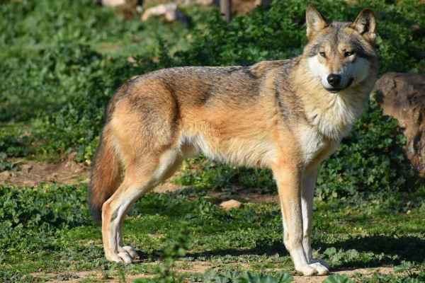 Wolfsregulierung: Was das BAFU dem Europarat schriftlich zusichert