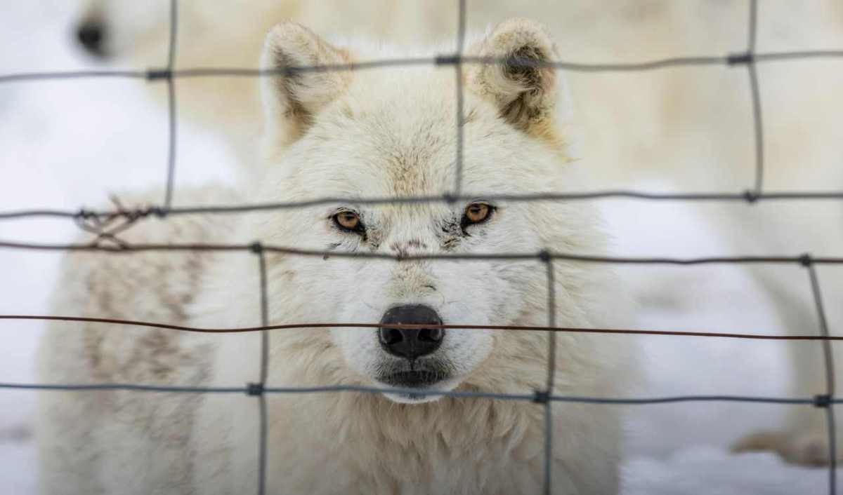 Weisser Polarwolf blickt hinter einem Drahtzaun eines Geheges in die Kamera