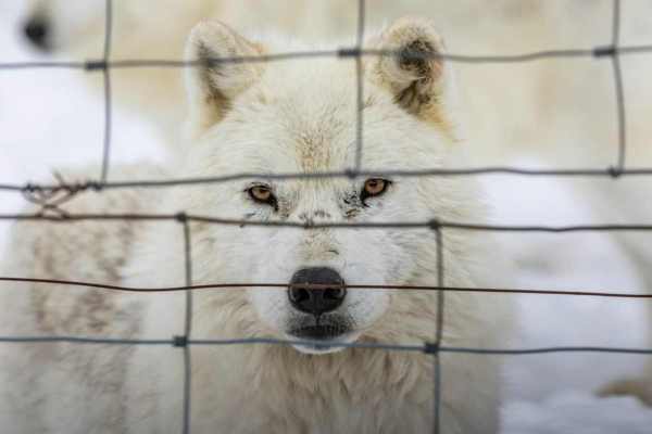 Wolfsangriff im Wildpark Johannismühle: Gehege statt Wildnis