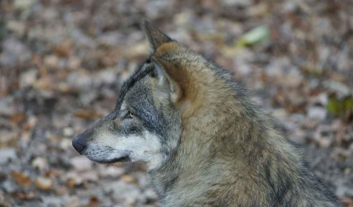 Ein Wolf im Profil vor herbstlichem Laub, Blick nach links.