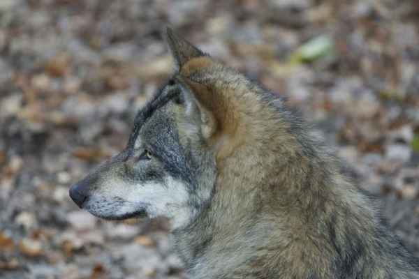 500 Franken pro Wolf: Das Tessin zahlt eine Prämie für jeden Wolfsabschuss
