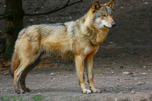 Graubünden ordena el abatimiento de un lobo en Lantsch/Lenz sin justificación
