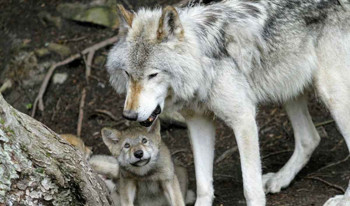 Lupo adulto accanto a un cucciolo di lupo presso un tronco d'albero