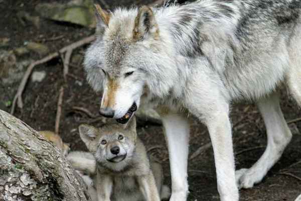Wolfsabschüsse: Bund bewilligt, bevor Welpen nachgewiesen sind