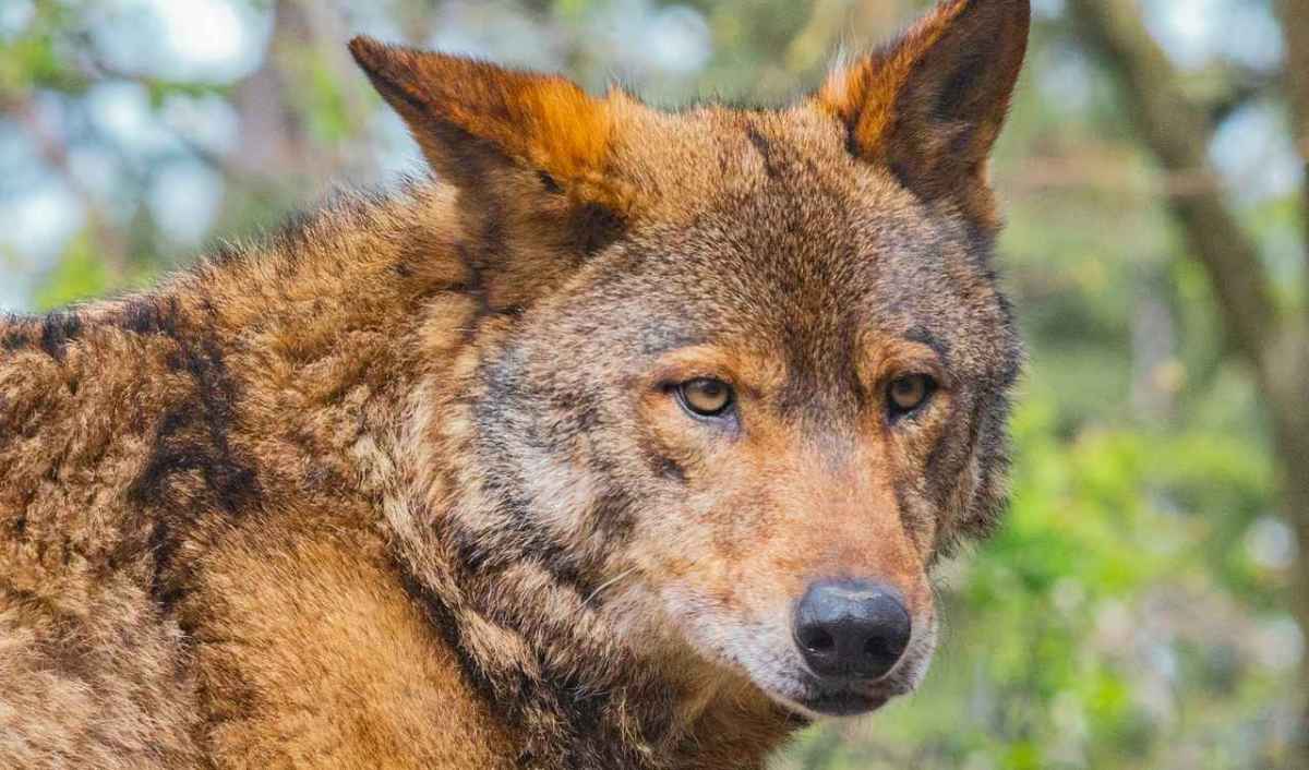 Wolf mit rötlich-grauem Fell blickt im Wald in die Kamera