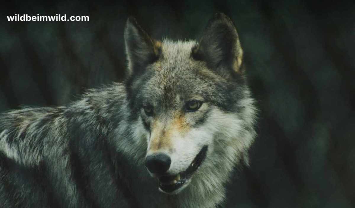 Loup gris regardant de profil vers la caméra, fond de forêt sombre