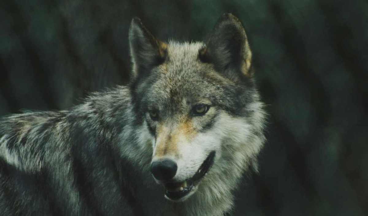 Grijze wolf kijkt zijdelings in de camera, donkere boswachtergrond