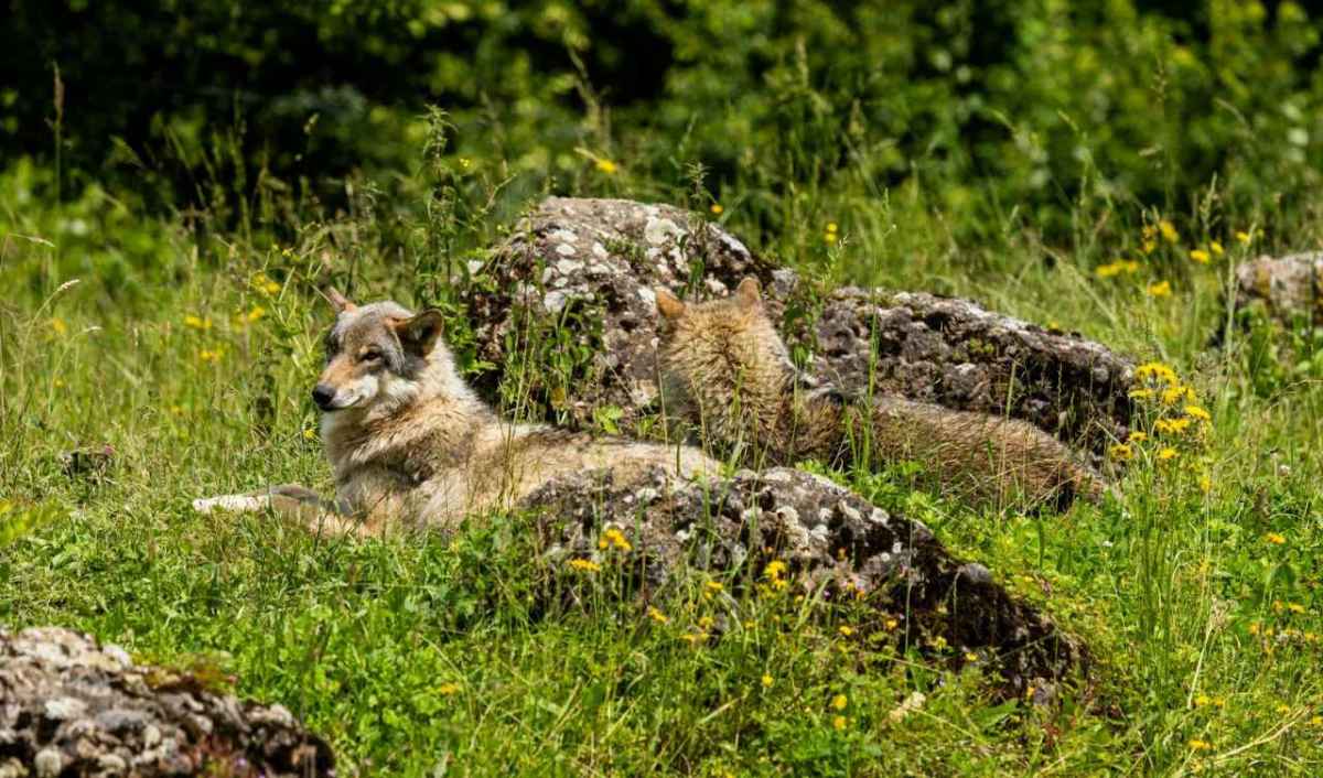 Doi lupi se odihnesc printre stânci, pe o pajiște alpină înflorită