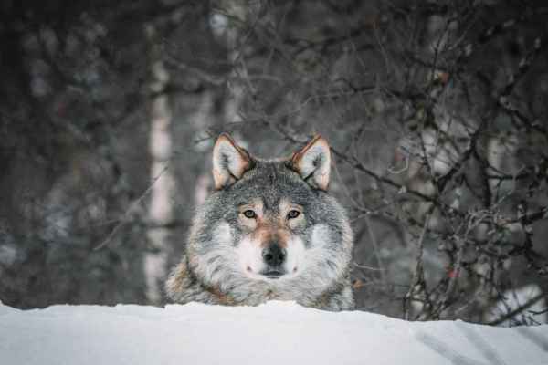Voyageurs-Nationalpark: Wolfsbestand sinkt seit 2023 um 44 Prozent, weil die Beute fehlt