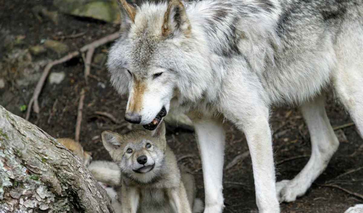 An adult wolf leans over a wolf pup that looks up at it